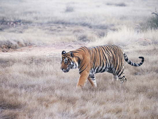 Bengal Tiger male