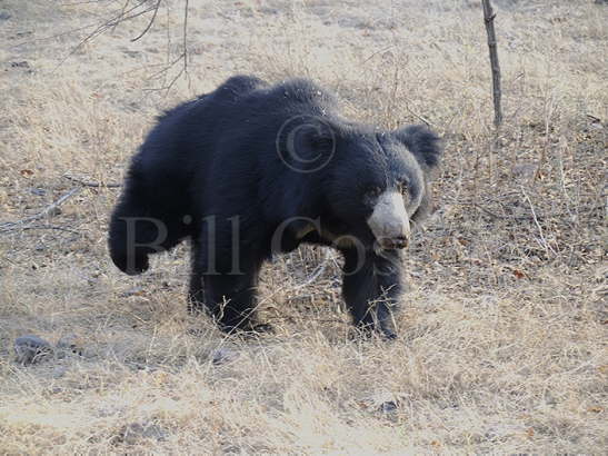 Sloth Bear