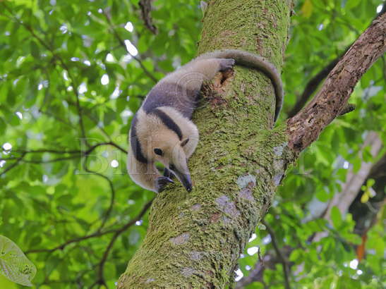 Lesser Anteater