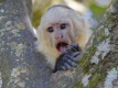 White-faced Capuchin Monkey