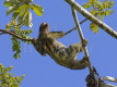 Brown-throated Three-toed Sloth