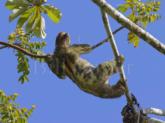 Brown-throated Three-toed Sloth