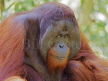 Bornean Orangutan alpha male