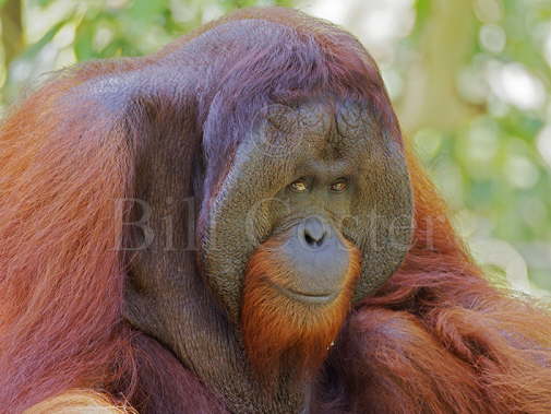 Bornean Orangutan alpha male