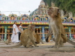 Temple Monkeys