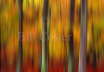 Beech Trees Autumn Abstract
