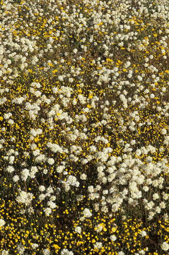 Everlasting Flower Carpet