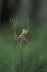 Green Spider orchid