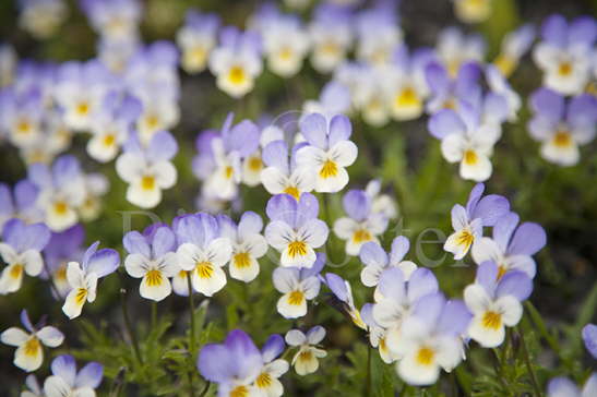 Wild Pansy