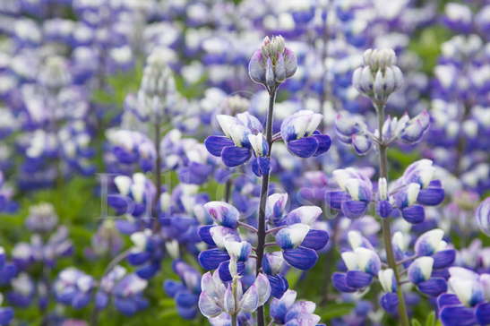 Nootka Lupin