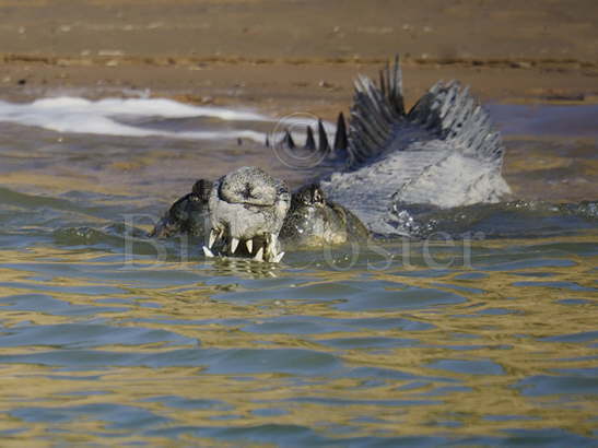 Gharial Crocodile